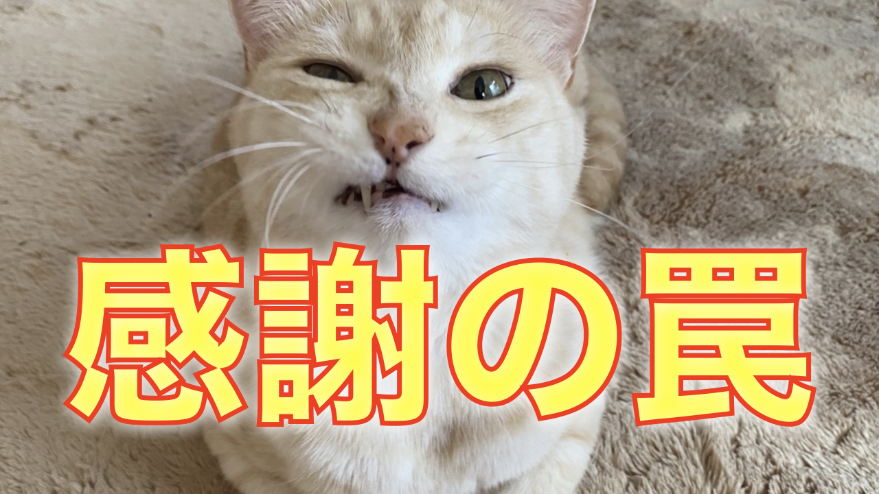 『感謝』はするものではない
