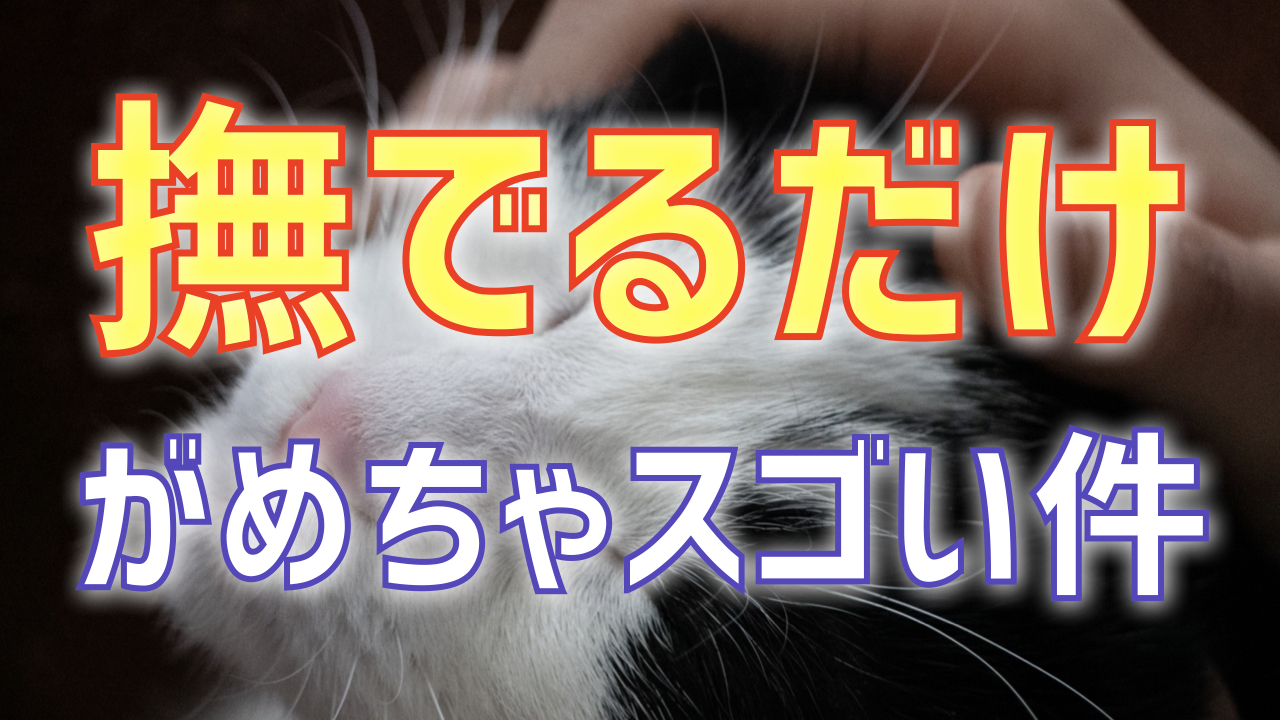 【実験動画】『片足立ち』で体感する意識の影響