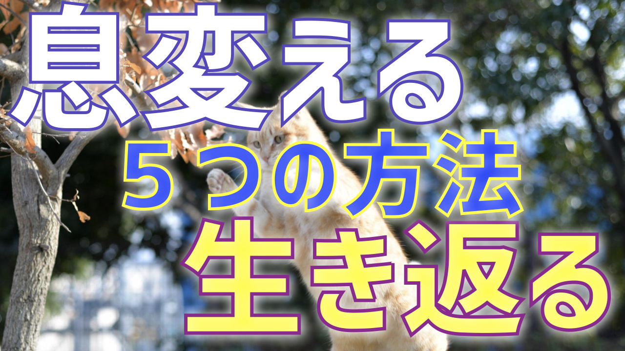 息変えて生き返る5つの方法