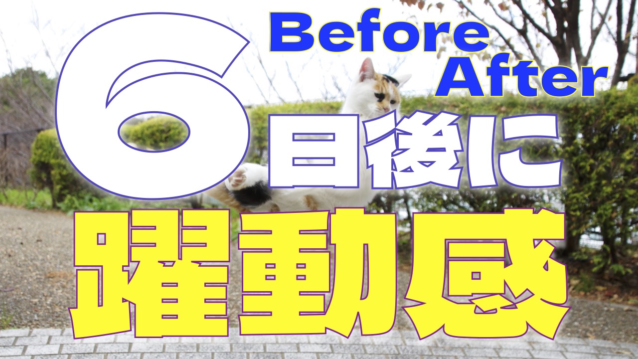 【ビフォーアフター動画】6日間で躍動感が出た理由